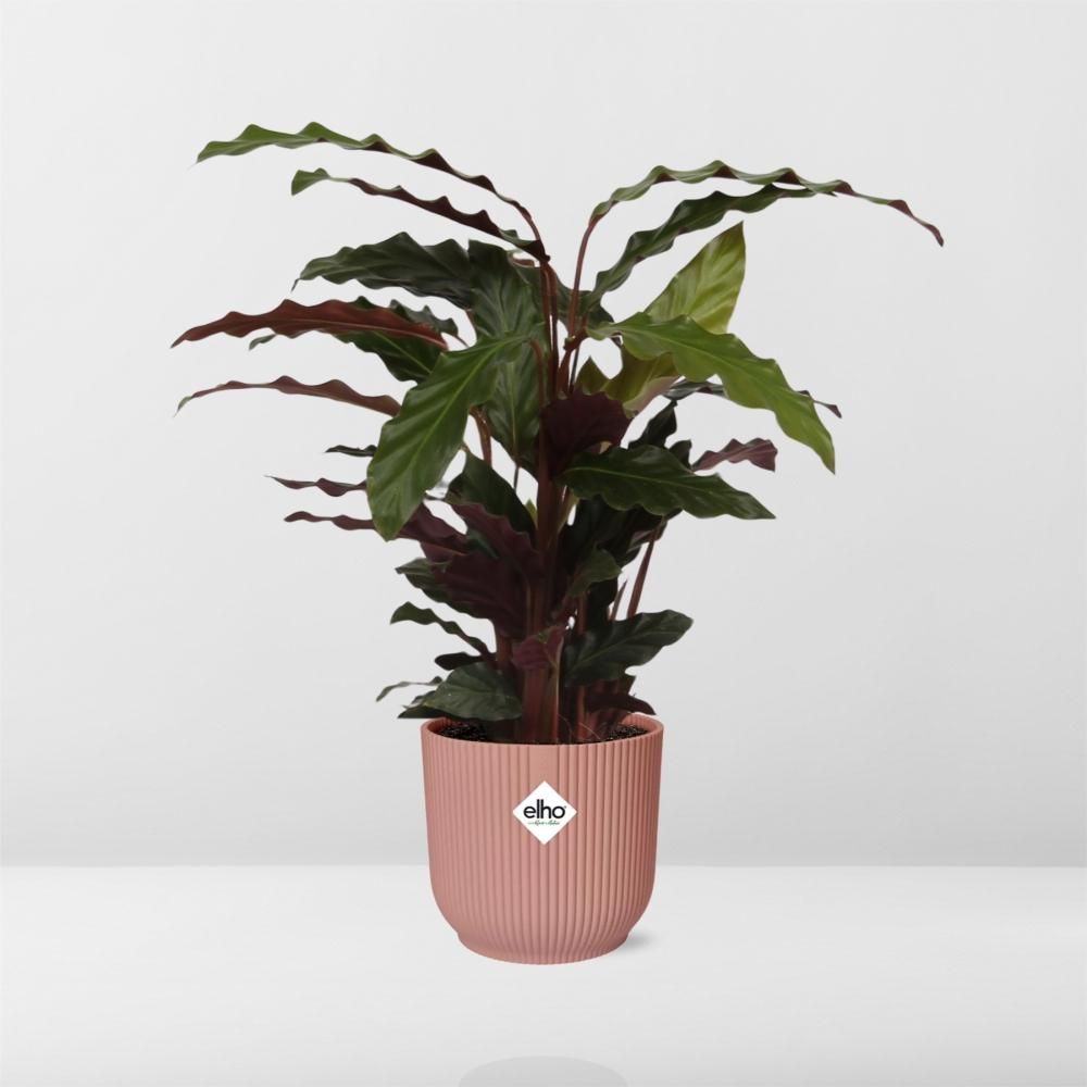 Calathea Rufibarba ‘Tropistar’ in ELHO Vibes Fold 14cm roze (21798)