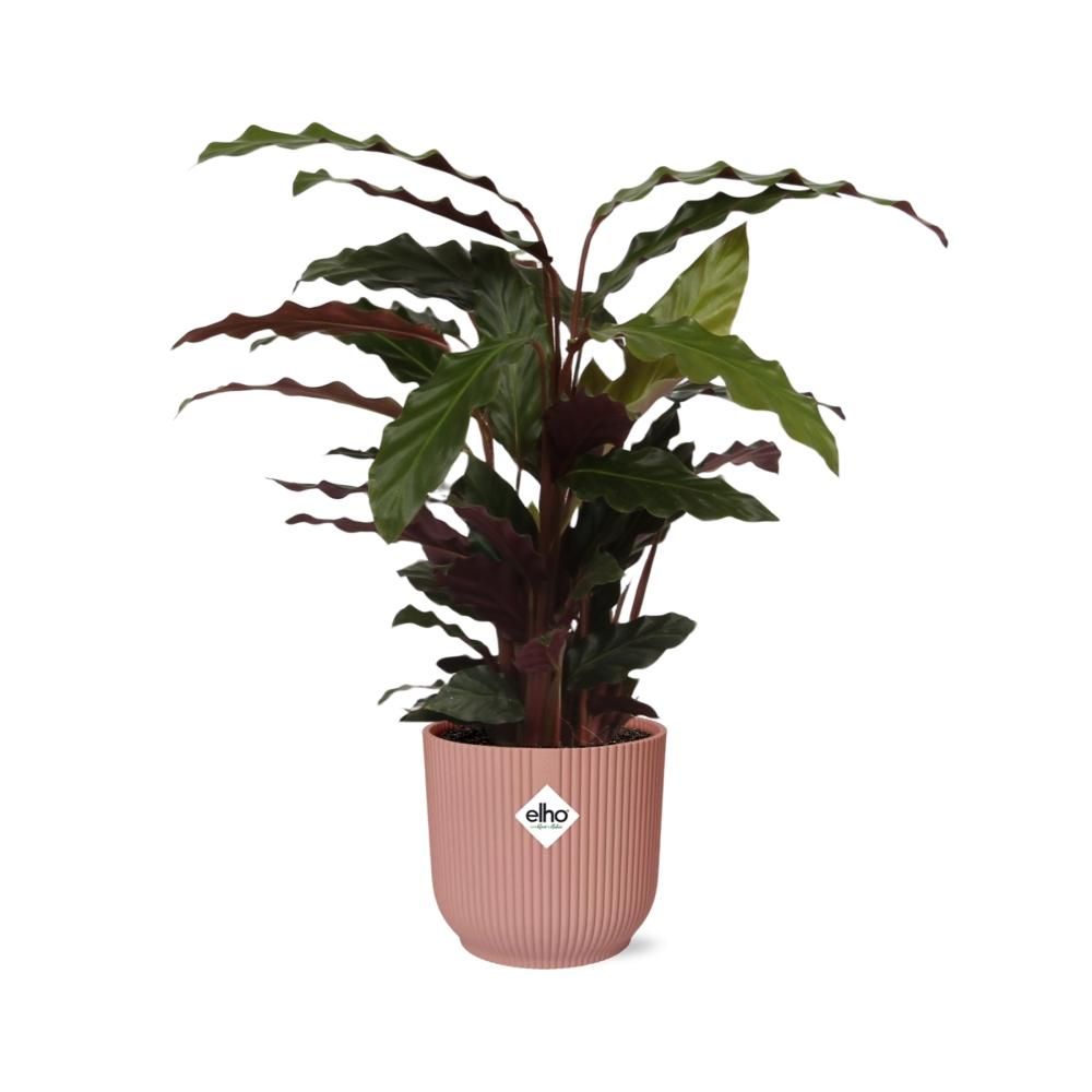Calathea Rufibarba ‘Tropistar’ in ELHO Vibes Fold 14cm roze (21798)