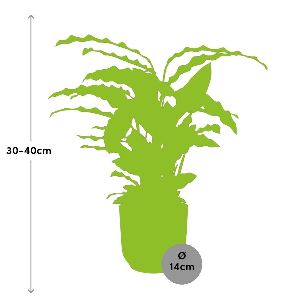 Calathea Rufibarba ‘Tropistar’ in ELHO Vibes Fold 14cm roze (21798)