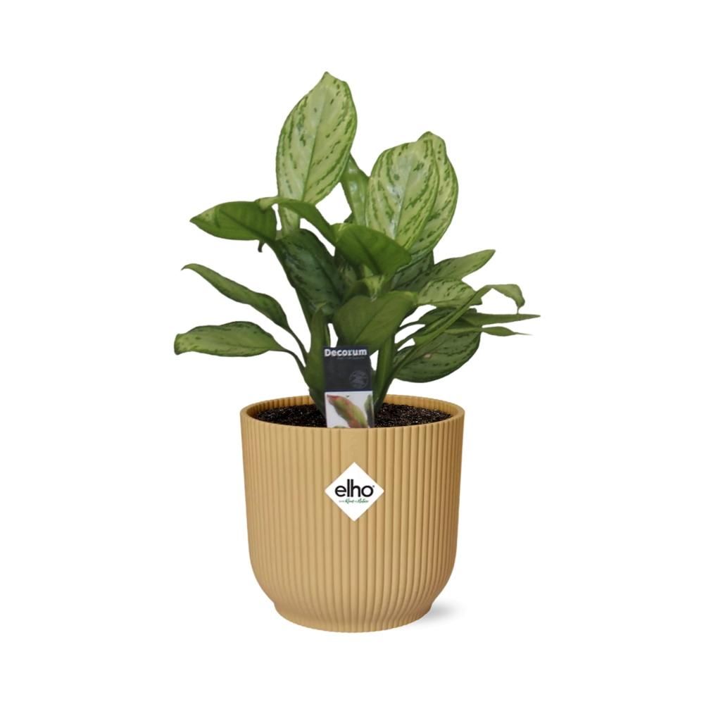 Aglaonema Christina in ELHO Vibes Fold 14cm geel (21696)