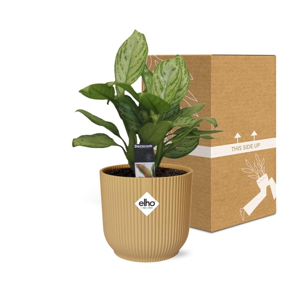 Aglaonema Christina in ELHO Vibes Fold 14cm geel (21696)