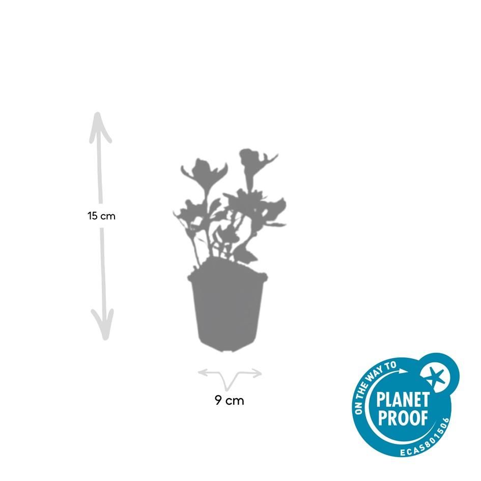 Garden basics 12x Pachysandra term. 'Variegata' - ↕10-25cm - Ø9cm (47951)