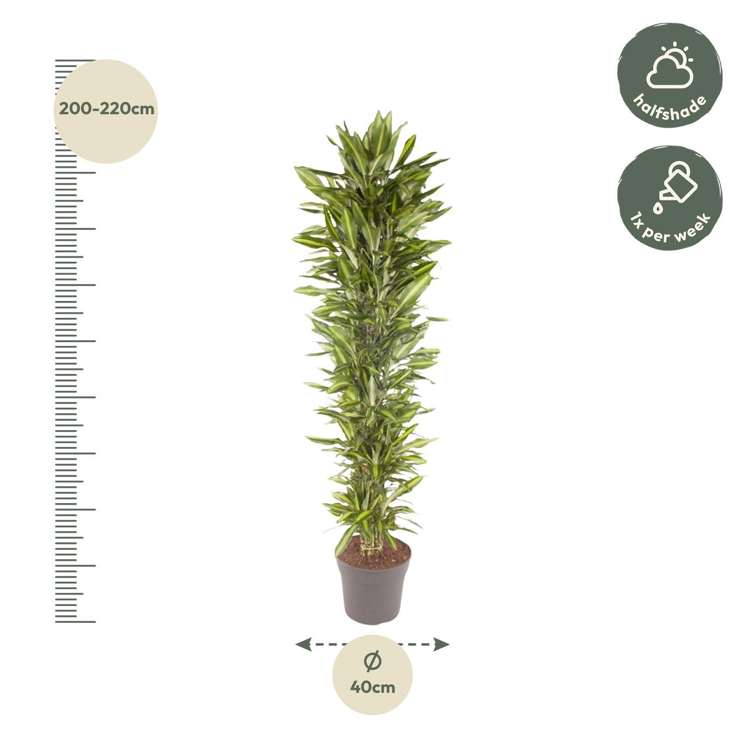Dracaena Cintho vertakt - 210 cm - ø40 (8721055692287)