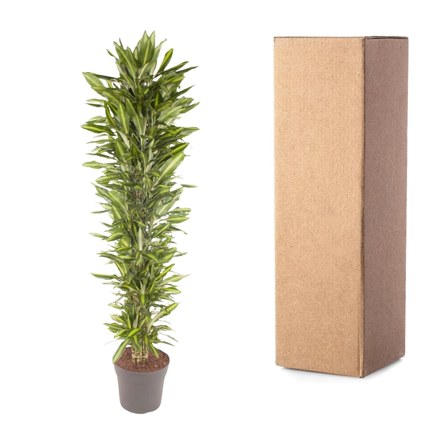 Dracaena Cintho vertakt - 210 cm - ø40 (8721055692287)