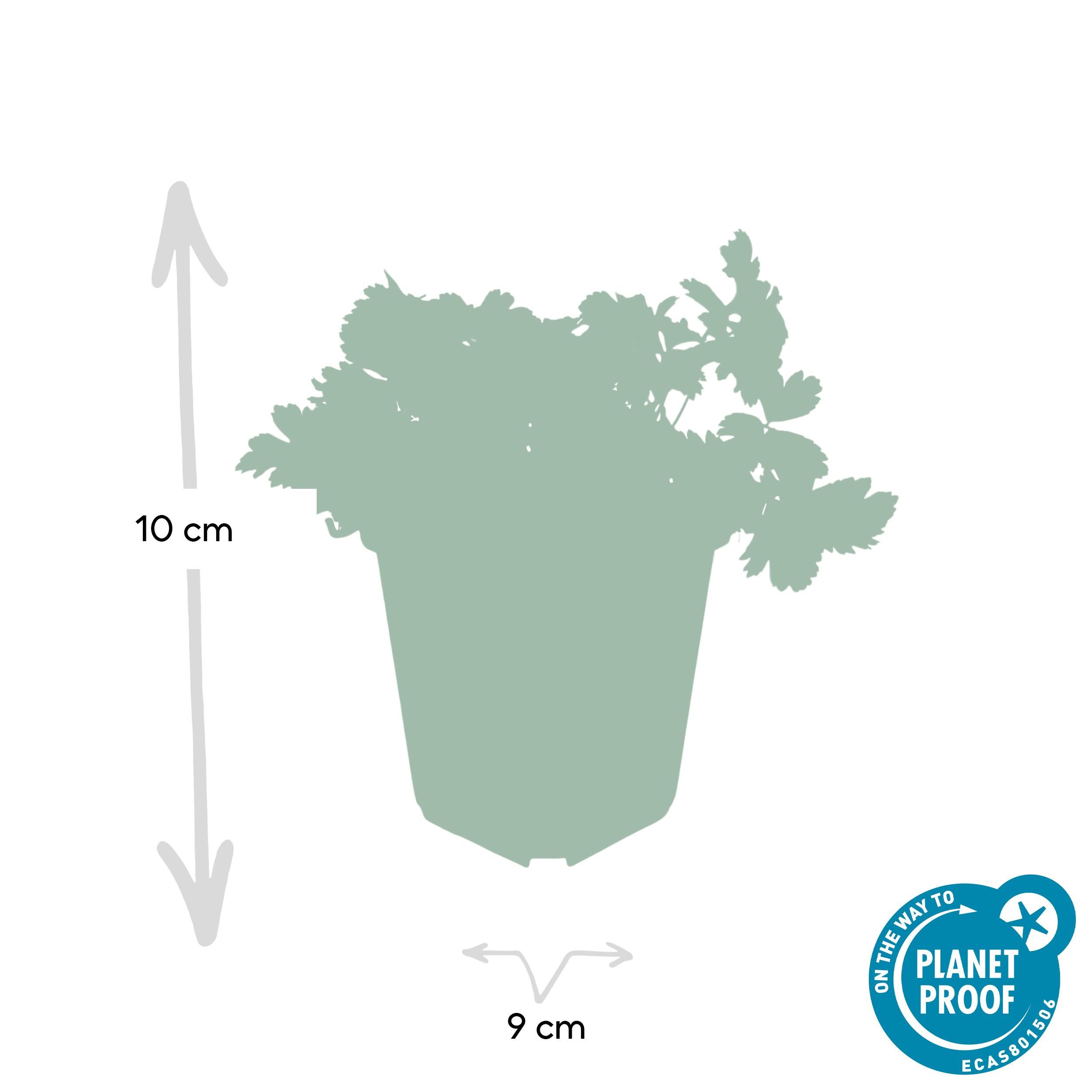 Garden basics 24x Waldsteinia ternata - ↕10-25cm - Ø9cm (50354)