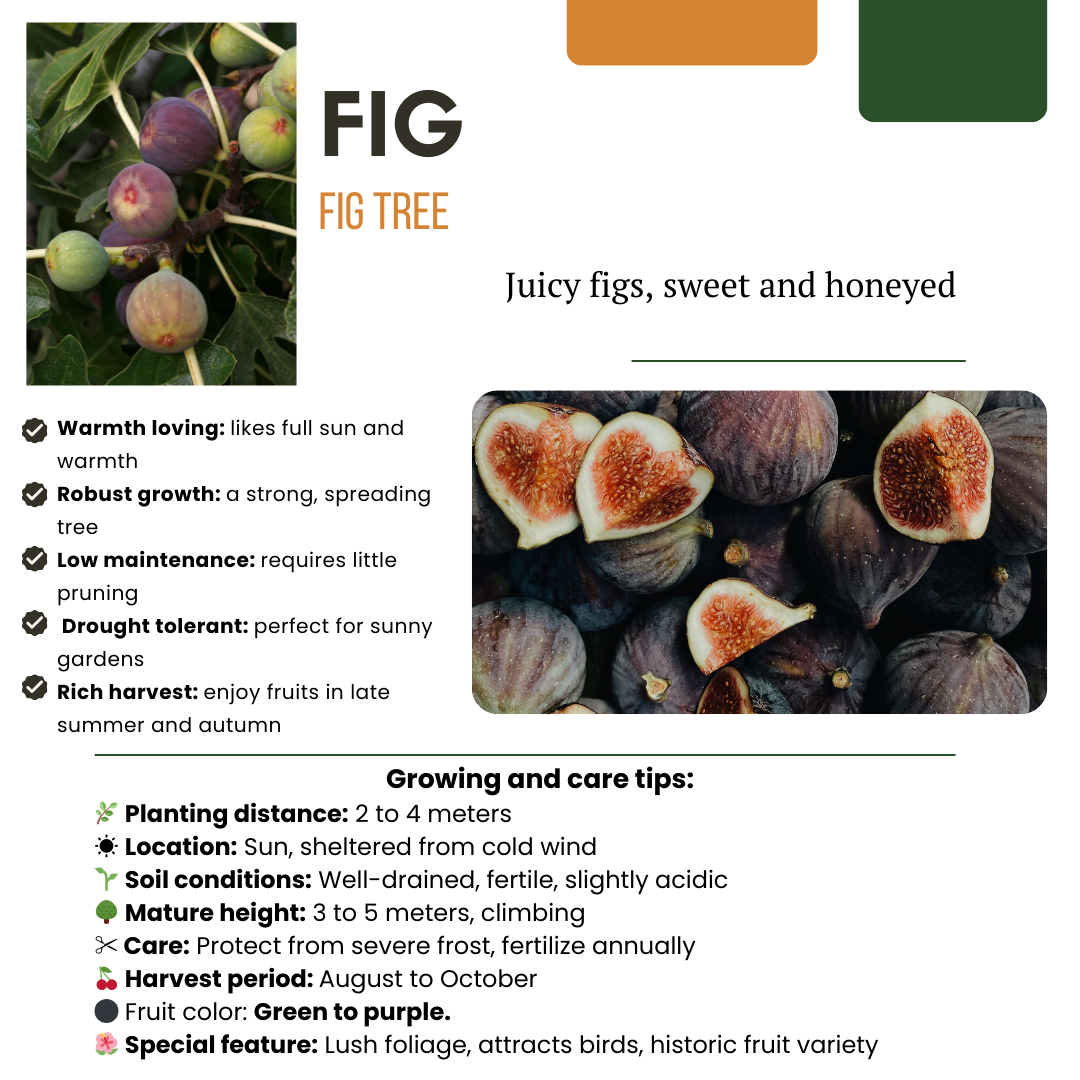 Premium basics "Zoete oogst trio" BIO Fruitplanten mix set van 3 verschillende soorten (48358)