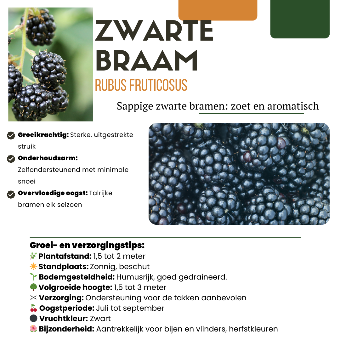 Premium basics "Zoete oogst trio" BIO Fruitplanten mix set van 3 verschillende soorten (48358)