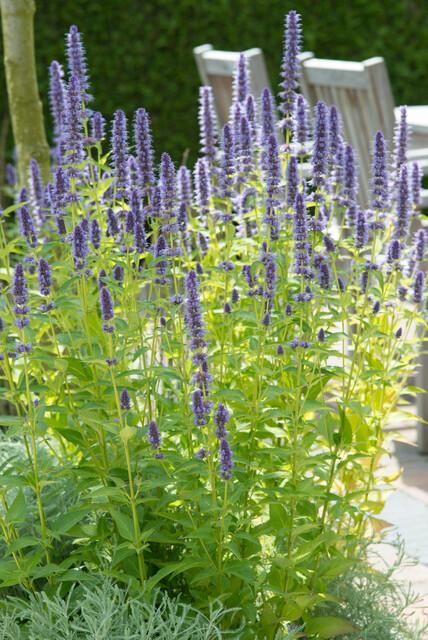 Garden basics 12x Agastache 'Black Adder' - ↕10-25cm - Ø9cm (47559)