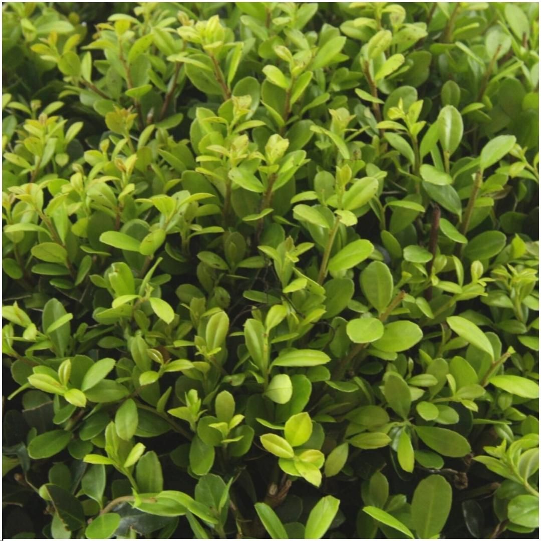 Plants by frank 12x Ilex crenata 'Jenny' - 12 x Ø7 cm - 6 pack (8721001421107)