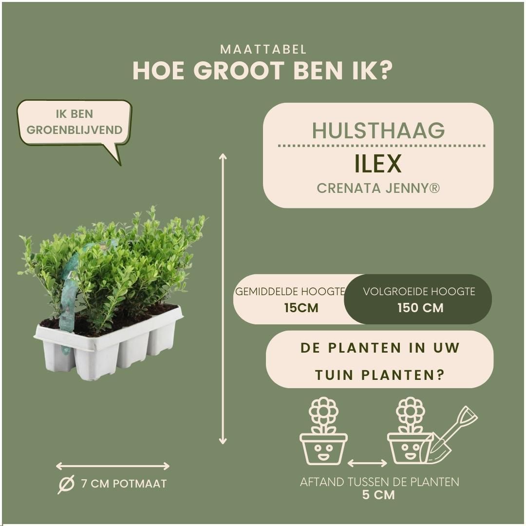 Plants by frank 12x Ilex crenata 'Jenny' - 12 x Ø7 cm - 6 pack (8721001421107)