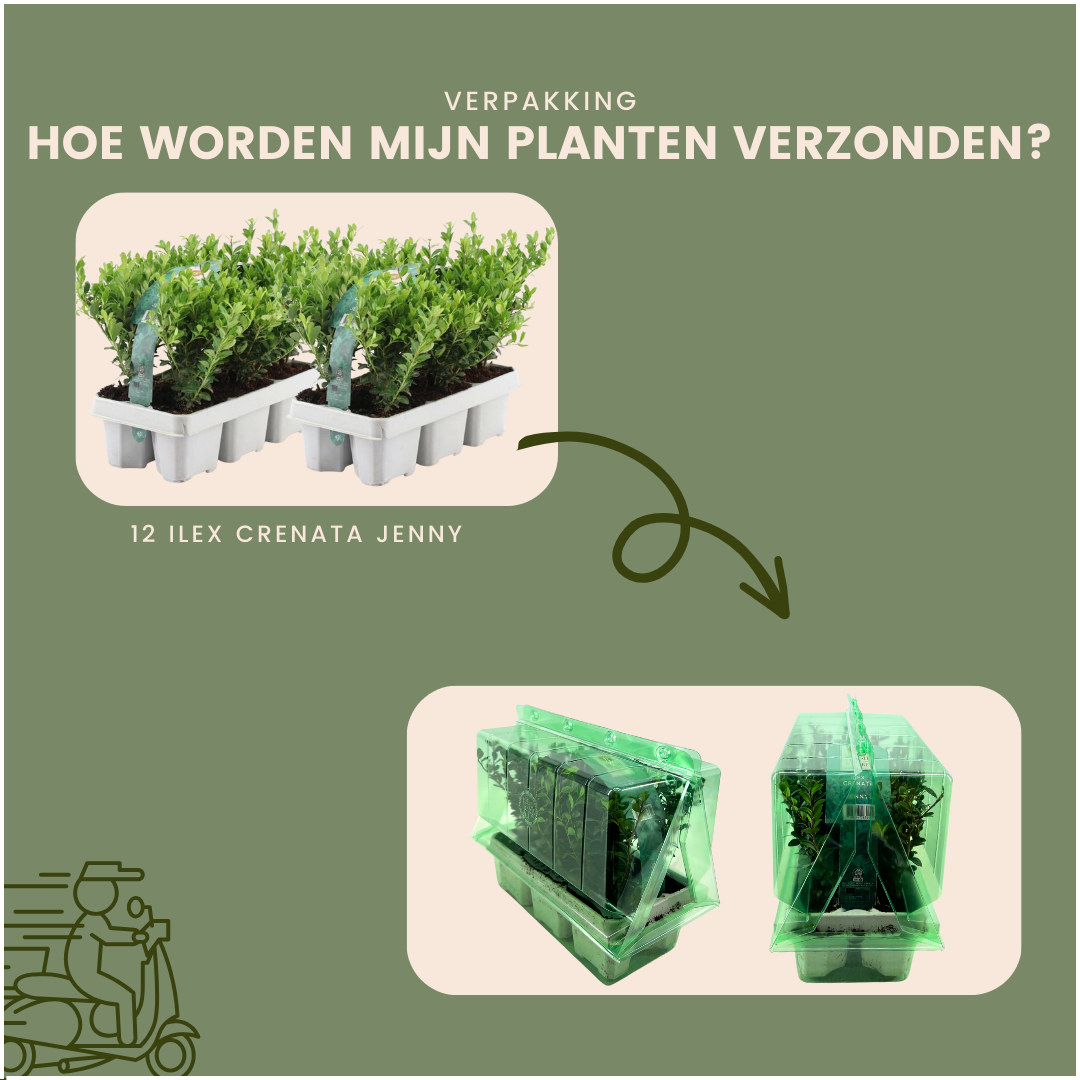Plants by frank 12x Ilex crenata 'Jenny' - 12 x Ø7 cm - 6 pack (8721001421107)