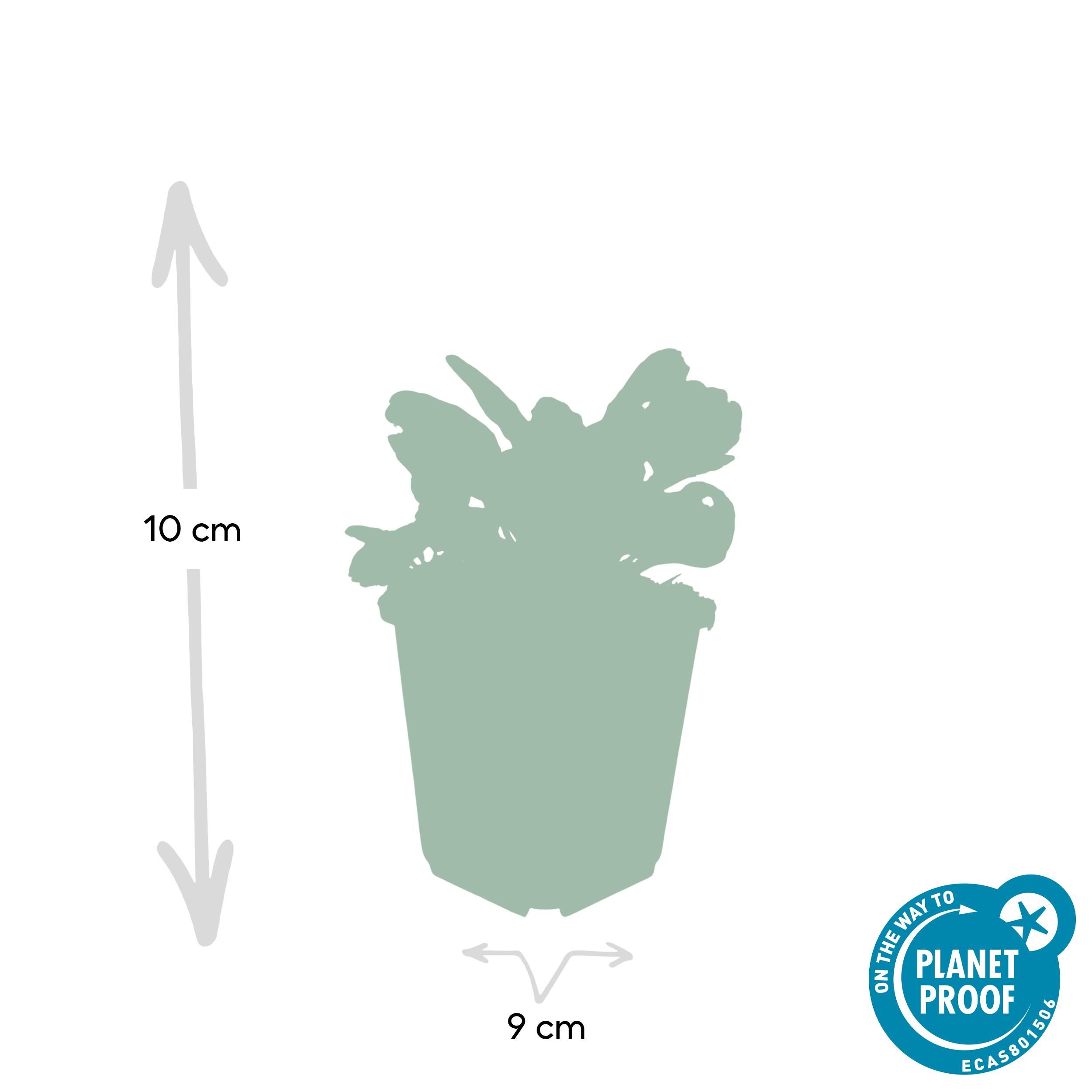 Garden basics 6x Ajuga reptans 'Burgundy Glow' - ↕10-25cm - Ø9cm (47569)