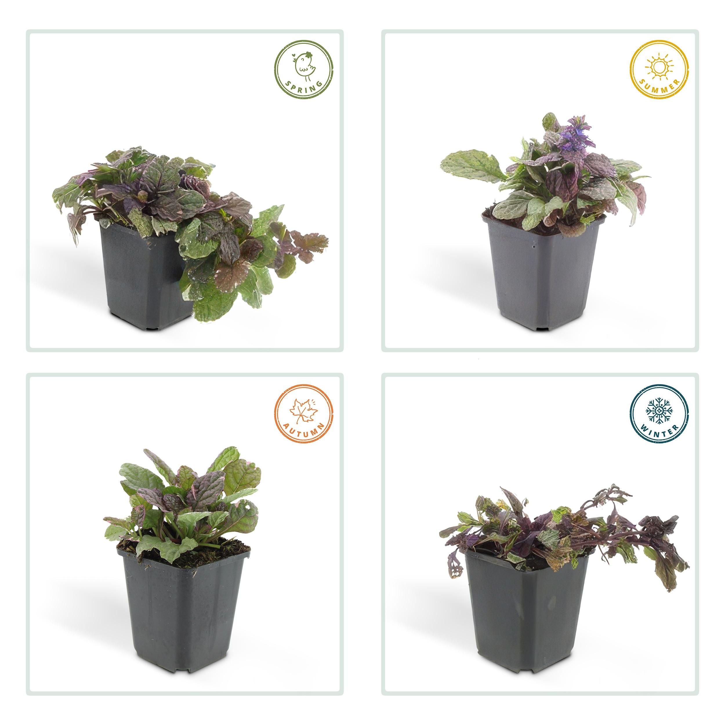 Garden basics 6x Ajuga reptans 'Burgundy Glow' - ↕10-25cm - Ø9cm (47569)