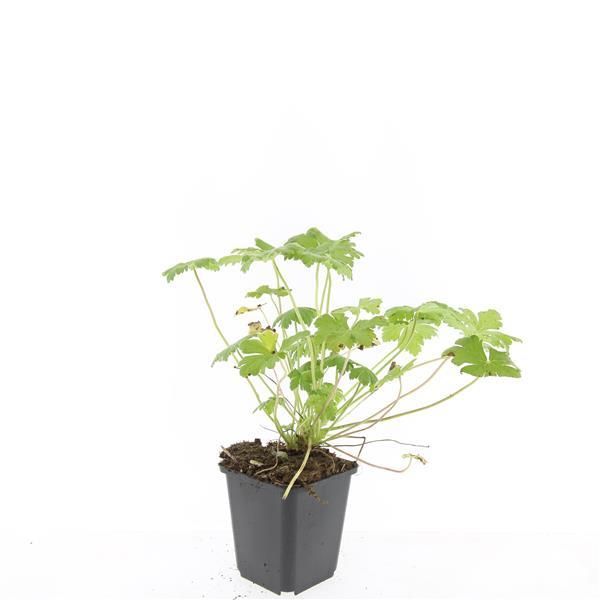 Garden basics 24x Geranium 'Tiny Monster' - ↕10-25cm - Ø9cm (50434)