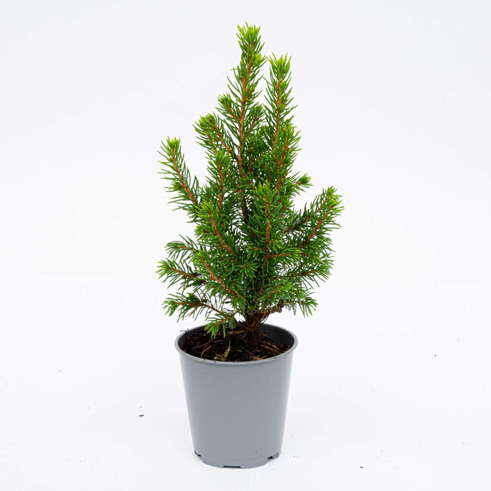 6x Mini-kerstboom - ↑15-20 cm - Ø 6 cm Picea Glauca Perfecta (8720872025377)