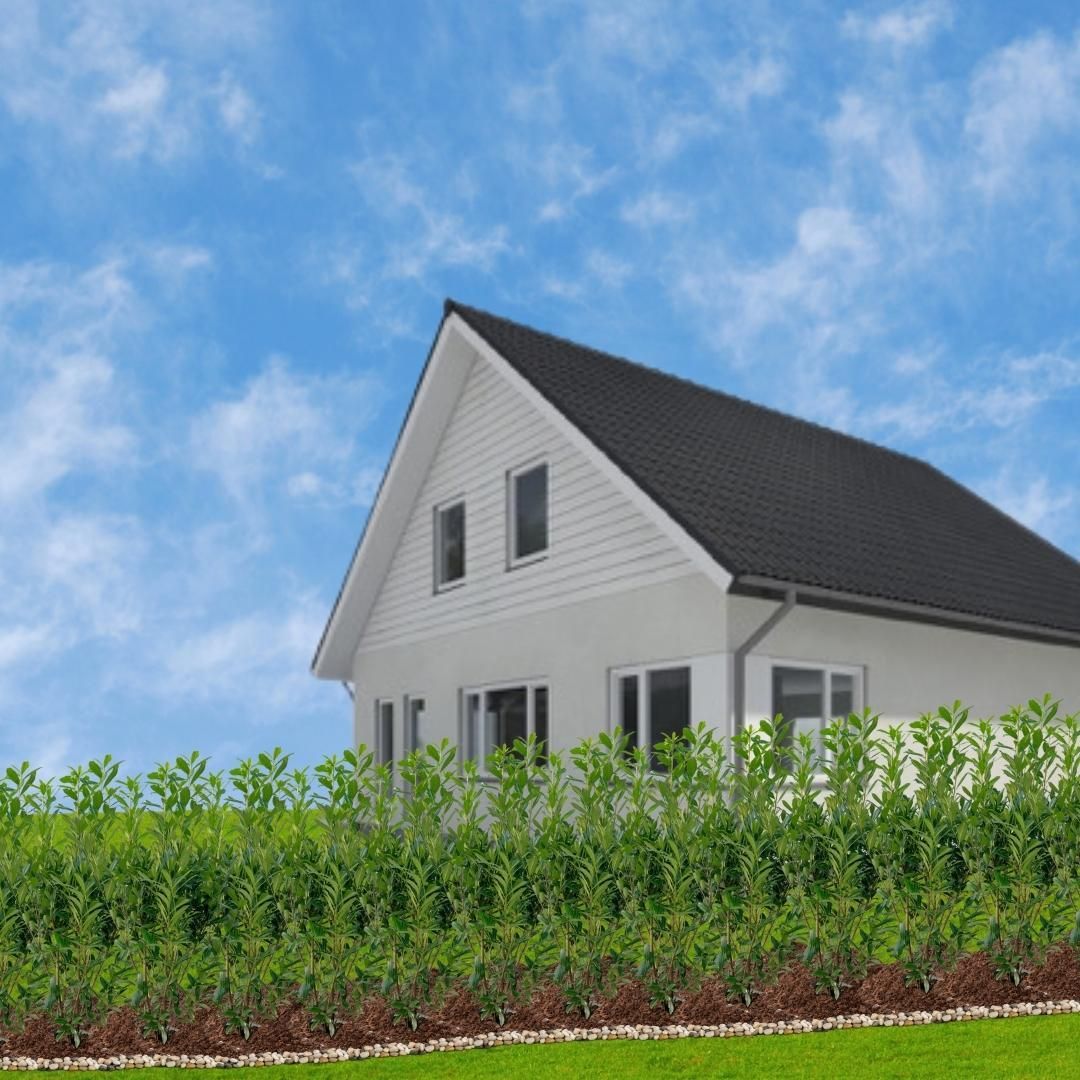 Plants by frank Grote Laurierkers Planten Caucasica voor 10 strekkende meter haag - 15L - 20x | ↨ 125-150 cm (8721001420858)