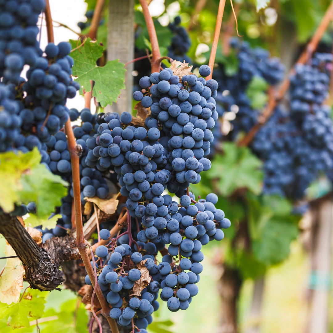 Plants by frank 6 x Biologische Druivenplanten - Ø 13 cm - ↨ 20 cm (8721001421206)