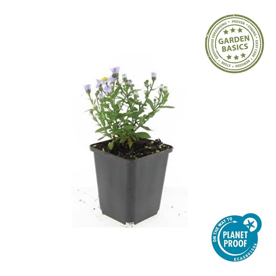 Garden basics 12x Aster (D) 'Prof. Anton Kippenberg' - ↕10-25cm - Ø9cm (47593)