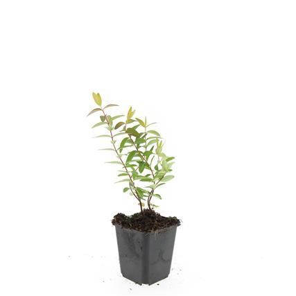 Garden basics 24x Hypericum 'Hidcote' - ↕10-25cm - Ø9cm (50440)