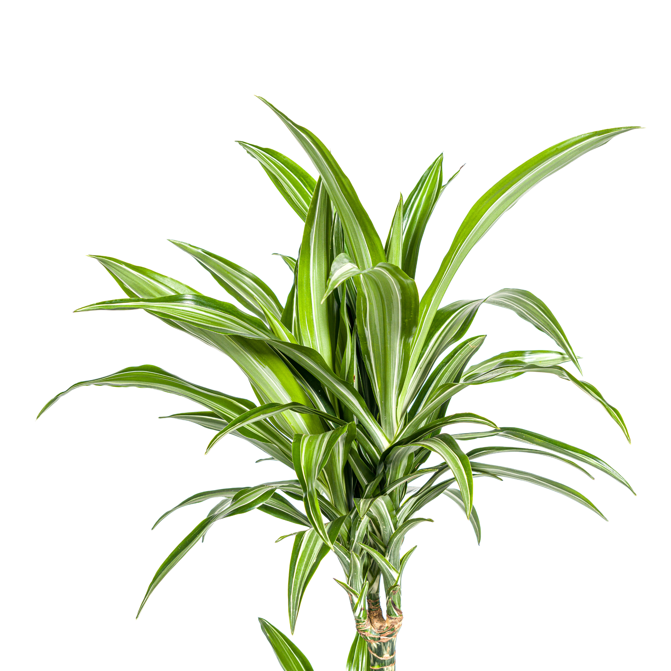 Dracaena Deremensis White Stripe met mand Ø21cm - ↕90 (48768)