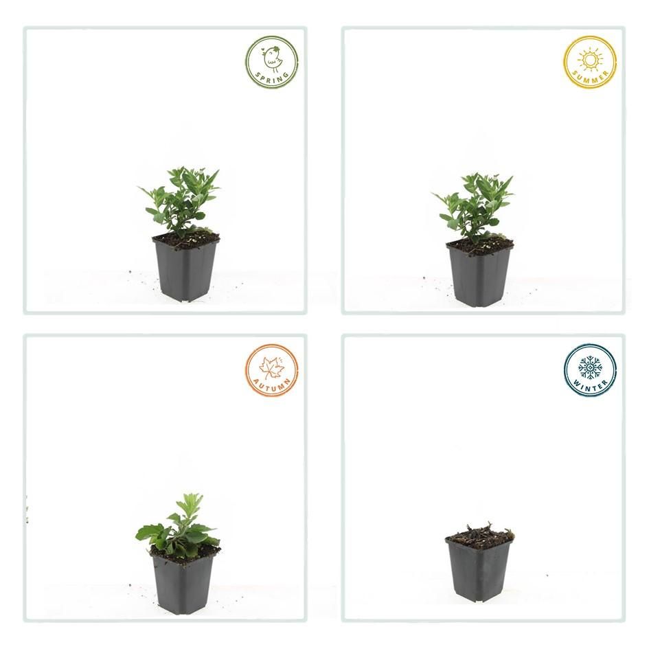 Garden basics 12x Aster ageratoides 'Stardust' - ↕10-25cm - Ø9cm (47611)