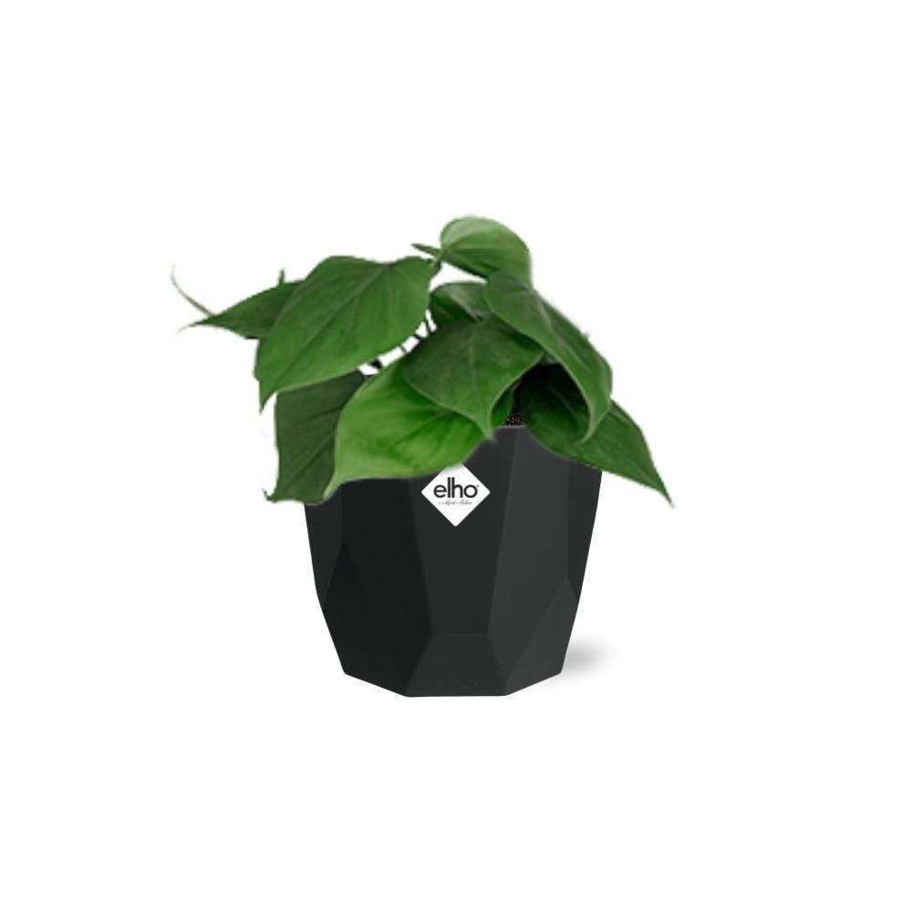 Philodendron Scandens in 14cm b.for rock living black (21648)