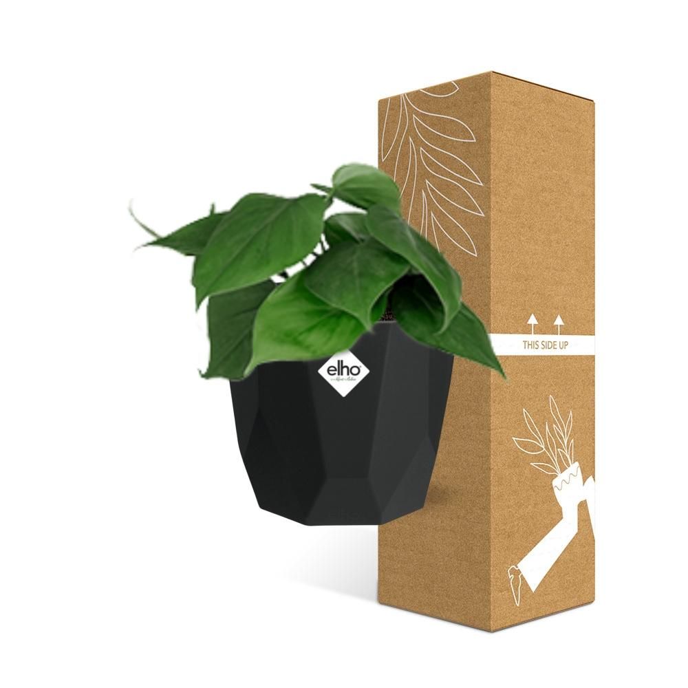 Philodendron Scandens in 14cm b.for rock living black (21648)