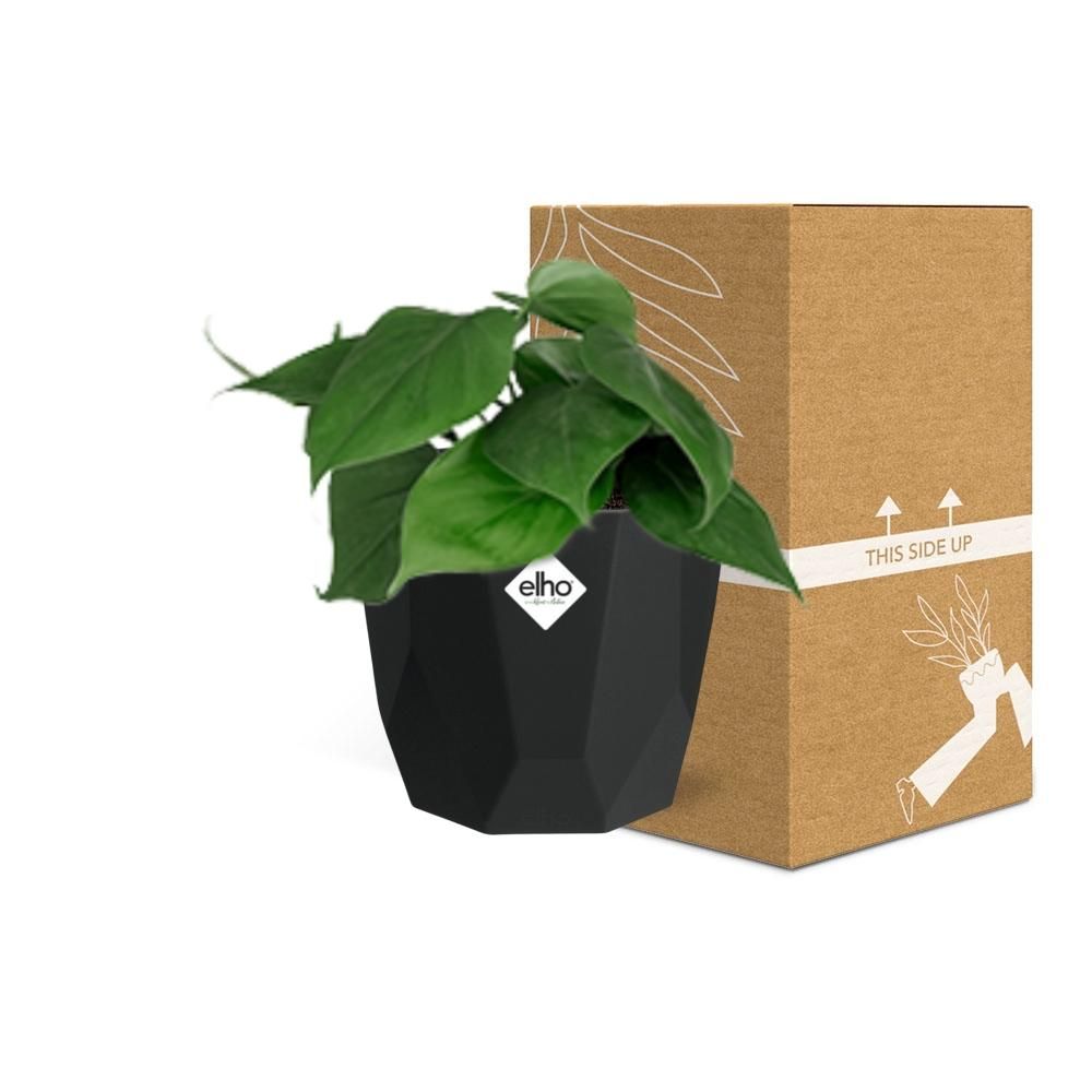 Philodendron Scandens in 14cm b.for rock living black (21648)