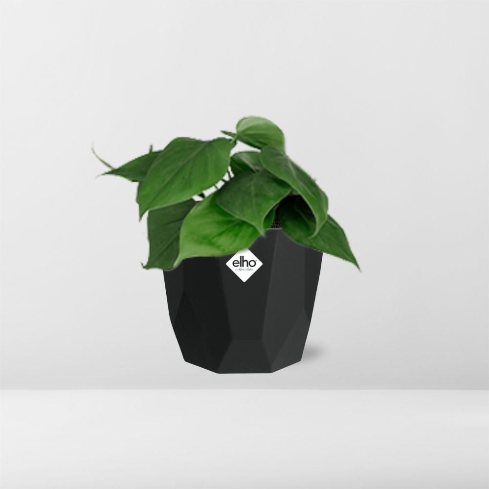 Philodendron Scandens in 14cm b.for rock living black (21648)