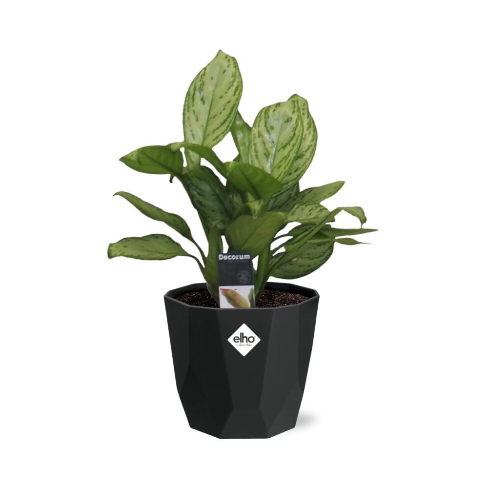 Aglaonema Christina in 14cm b.for rock living black (21659)