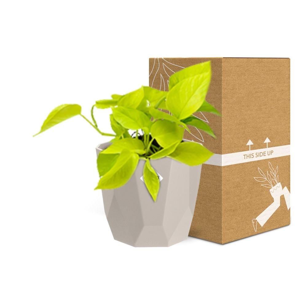Epipremnum Pinnatum ‘Golden Pothos’ in ELHO b.for rock 14 cm warm grey (21606)