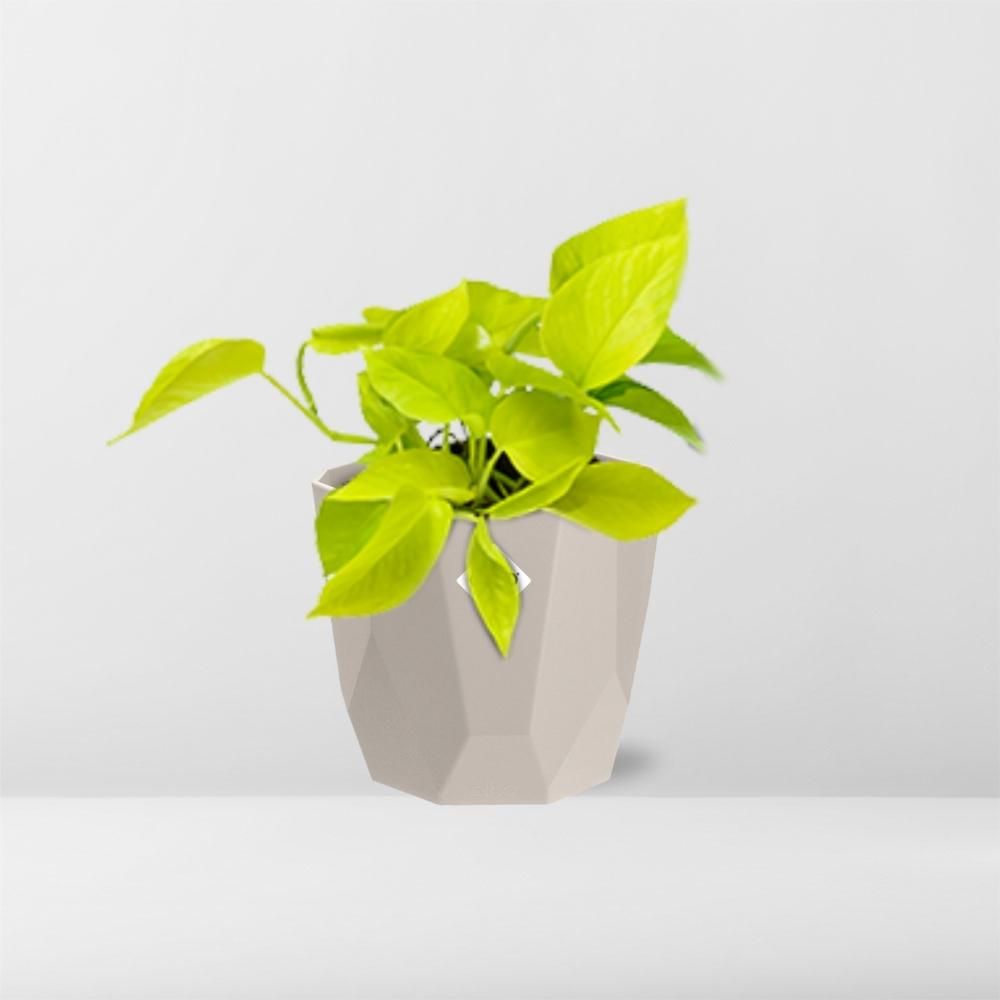 Epipremnum Pinnatum ‘Golden Pothos’ in ELHO b.for rock 14 cm warm grey (21606)