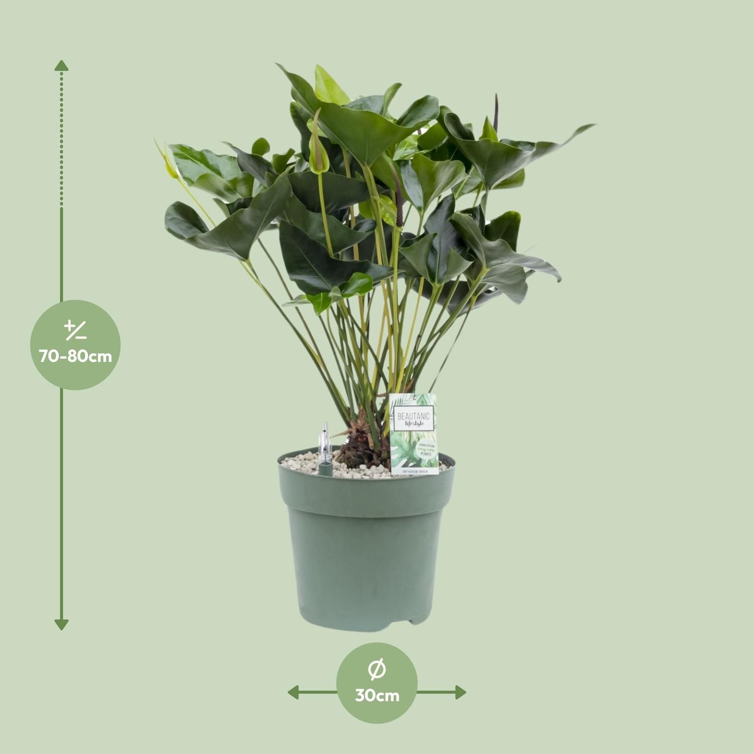 Anthurium Arrow (24958)