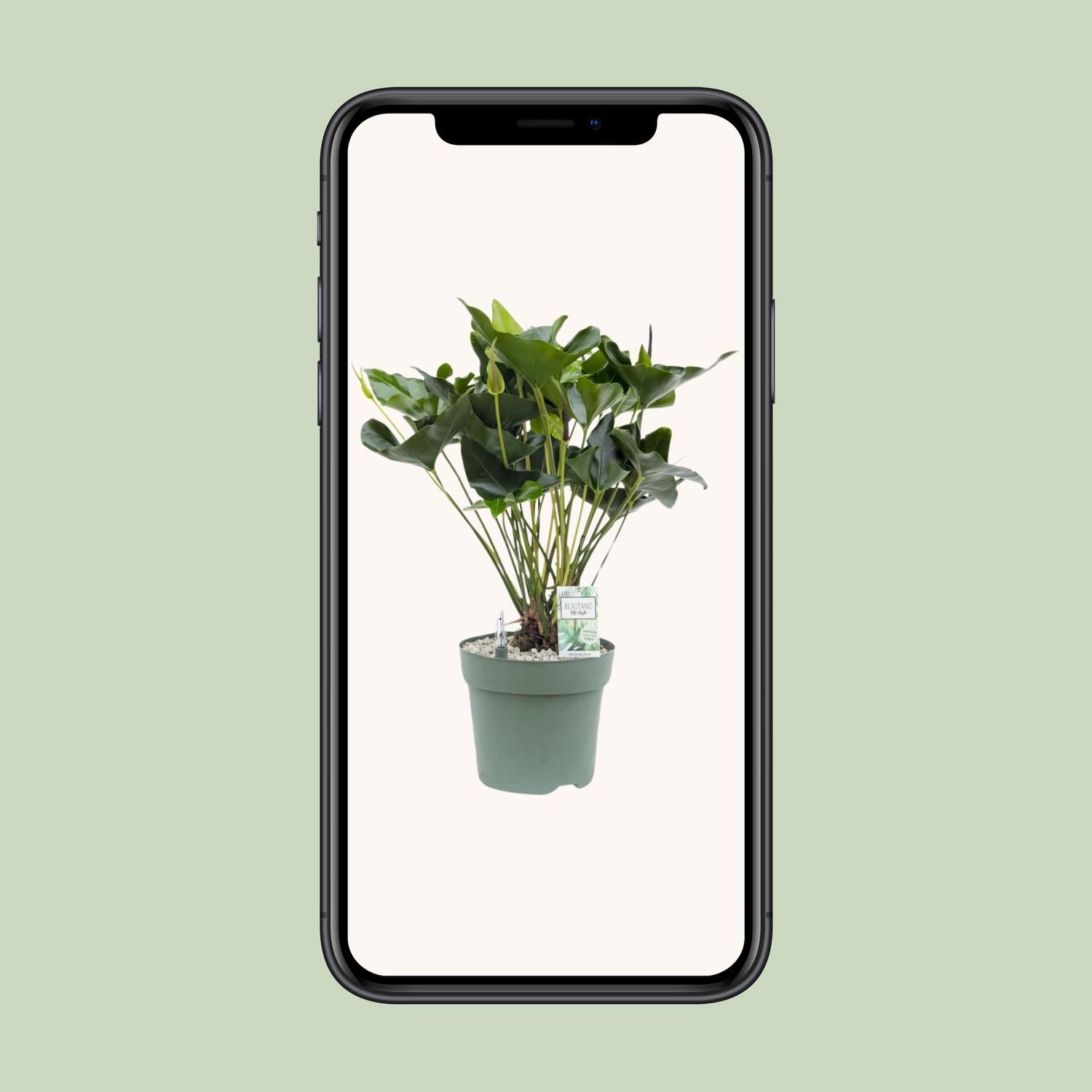 Anthurium Arrow (24958)