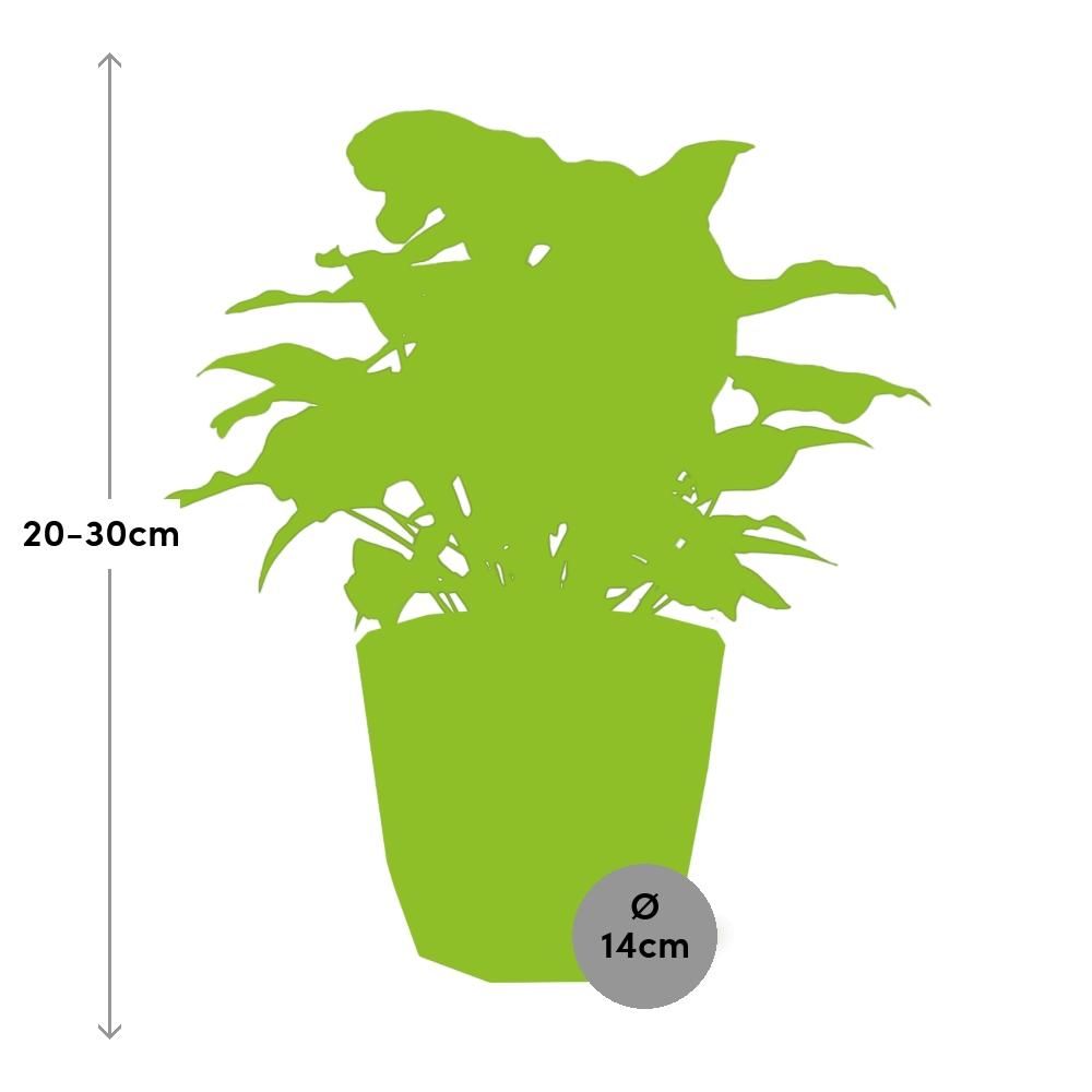 Syngonium Arrow in ELHO b.for rock 14 cm warm grey (21633)