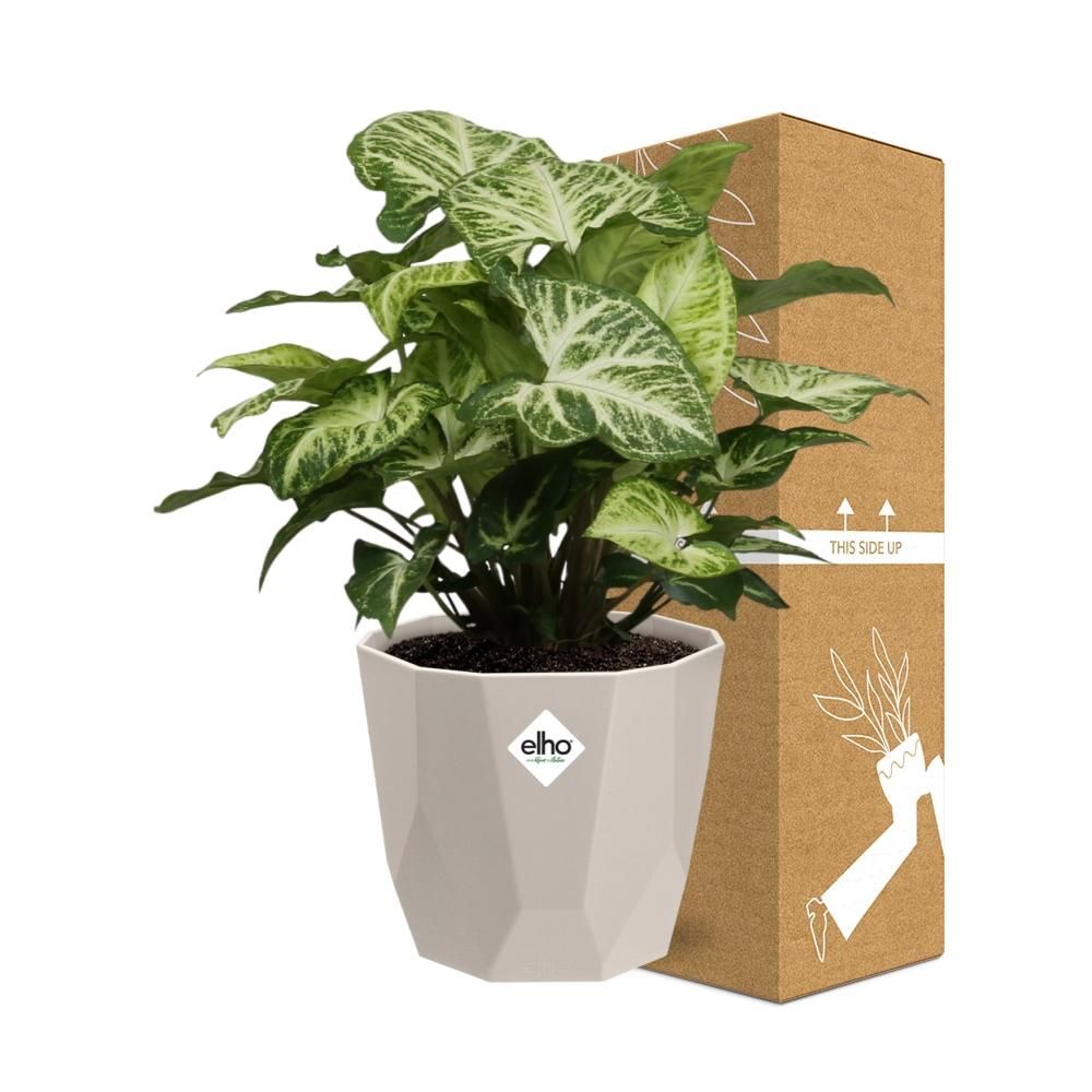 Syngonium Arrow in ELHO b.for rock 14 cm warm grey (21633)