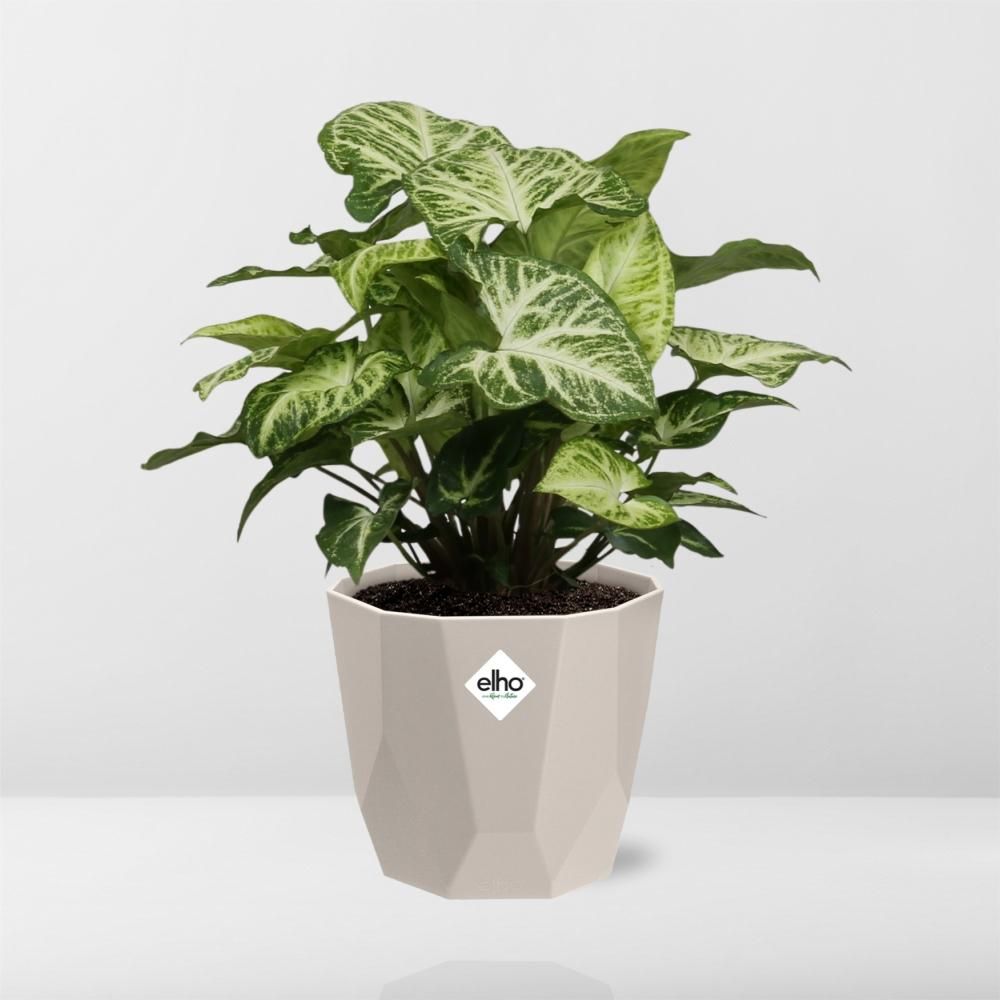 Syngonium Arrow in ELHO b.for rock 14 cm warm grey (21633)