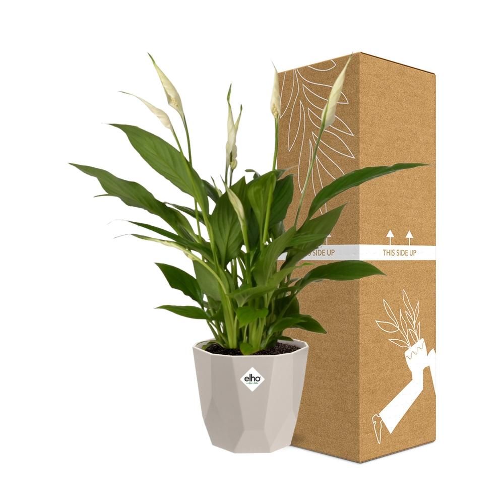 Spathiphyllum 12 Cm Torelli in ELHO b.for rock 14 cm warm grey (21616)