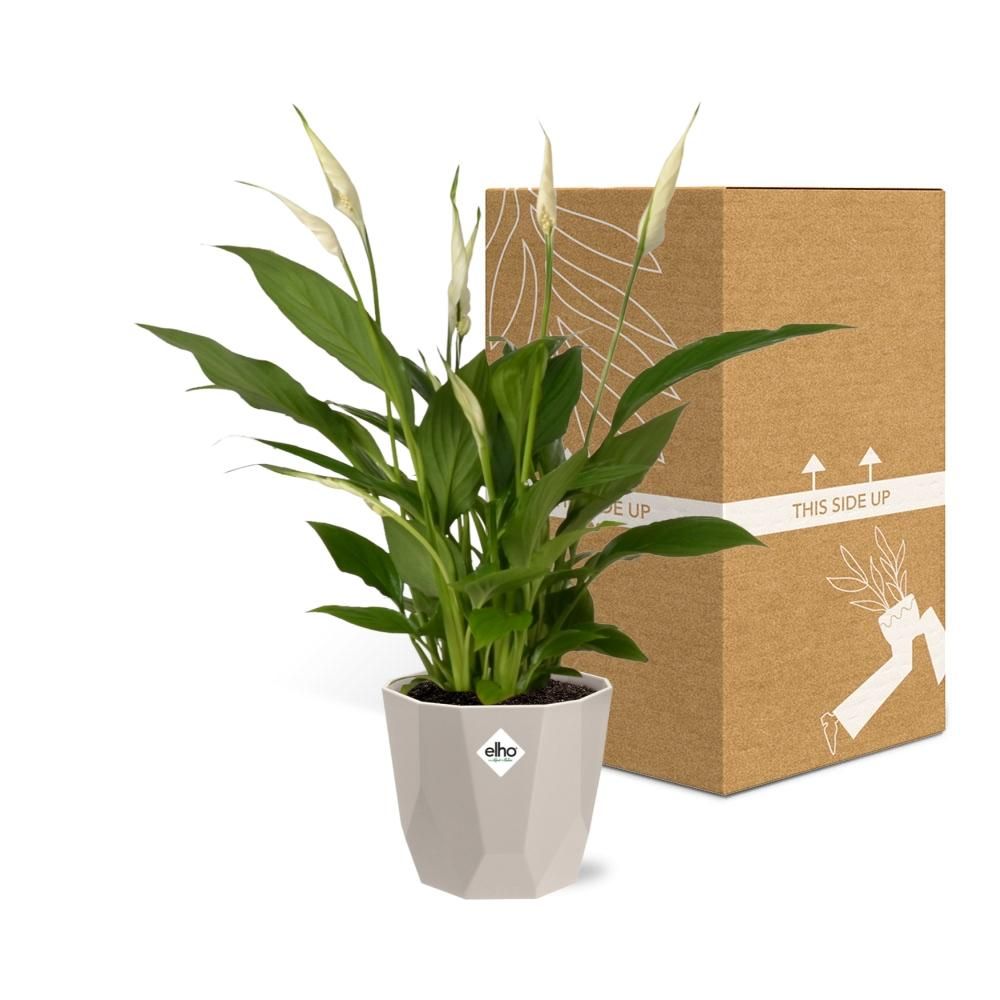 Spathiphyllum 12 Cm Torelli in ELHO b.for rock 14 cm warm grey (21616)
