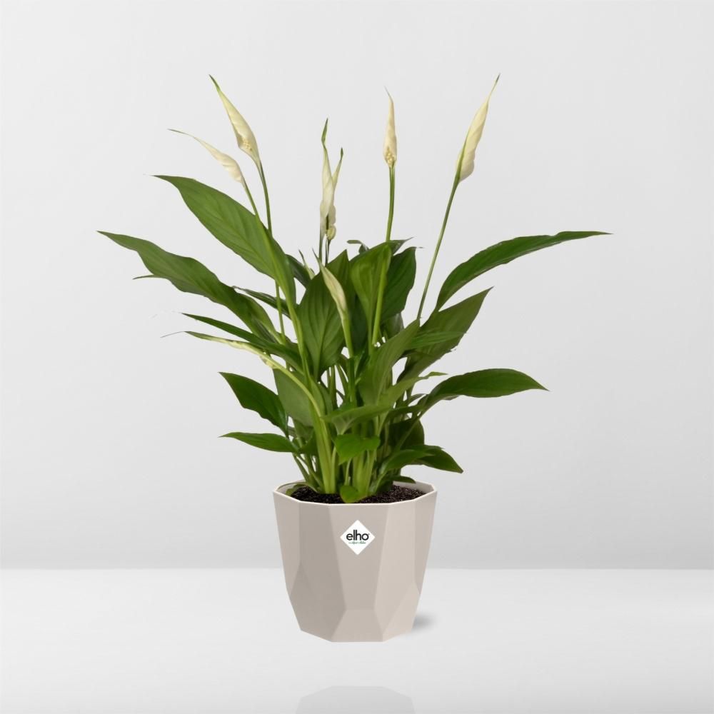 Spathiphyllum 12 Cm Torelli in ELHO b.for rock 14 cm warm grey (21616)