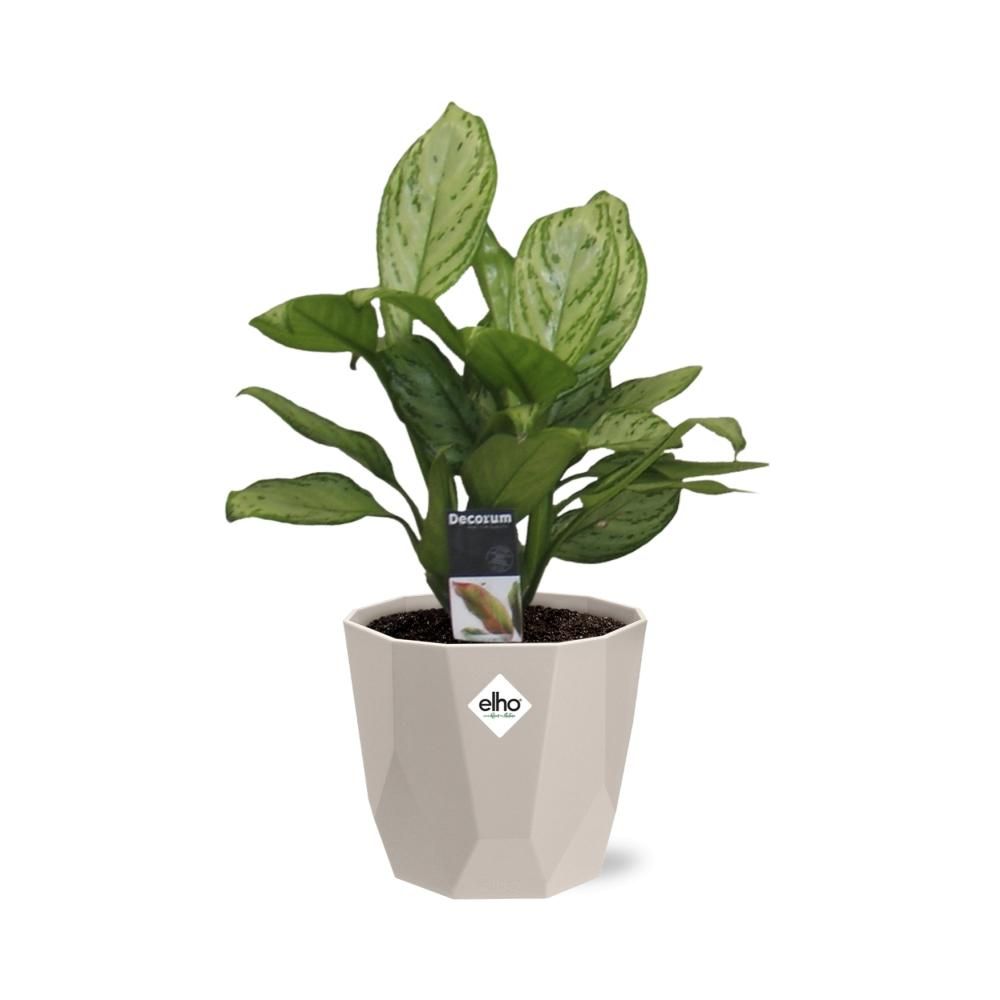 Aglaonema Christina in ELHO b.for rock 14 cm warm grey (21625)