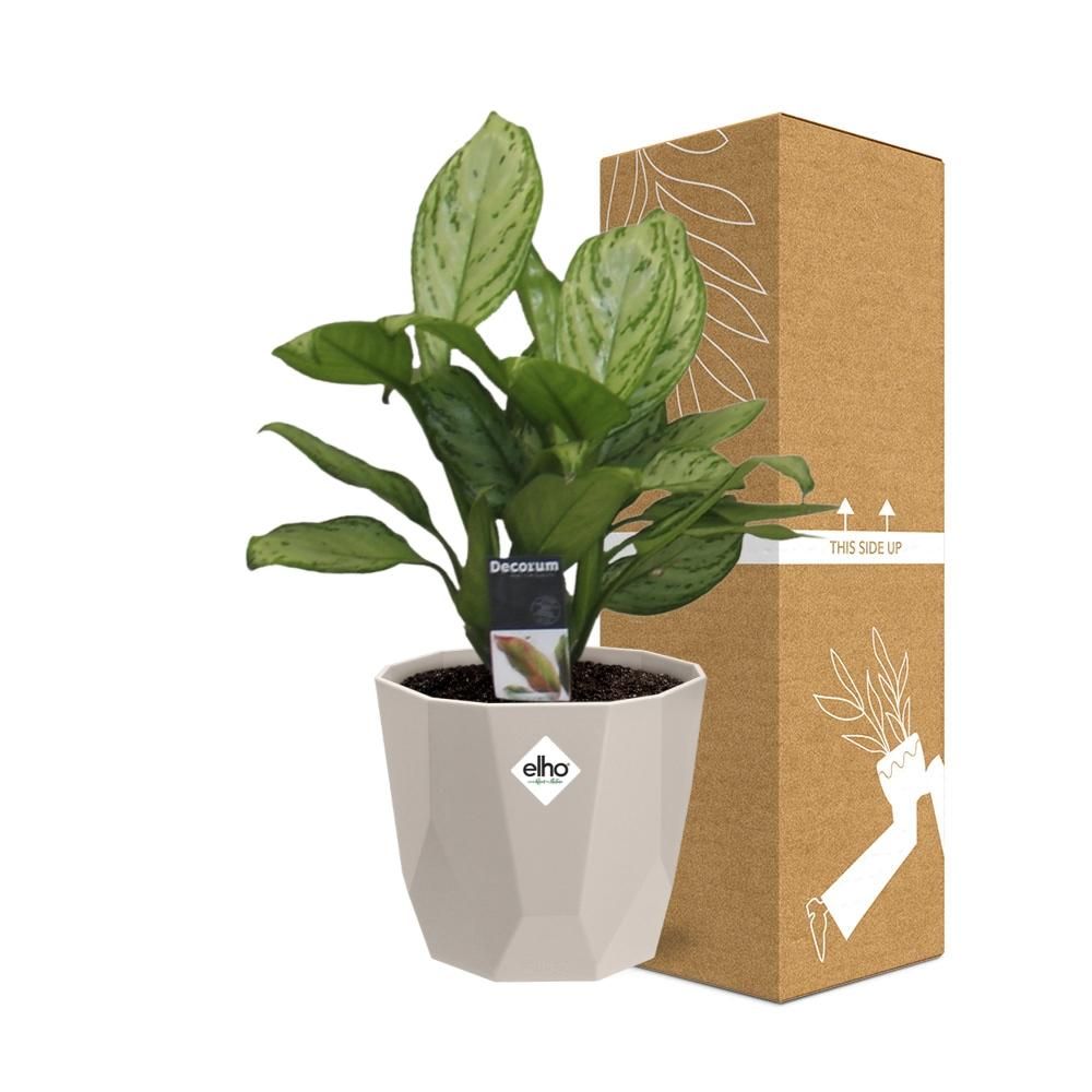 Aglaonema Christina in ELHO b.for rock 14 cm warm grey (21625)