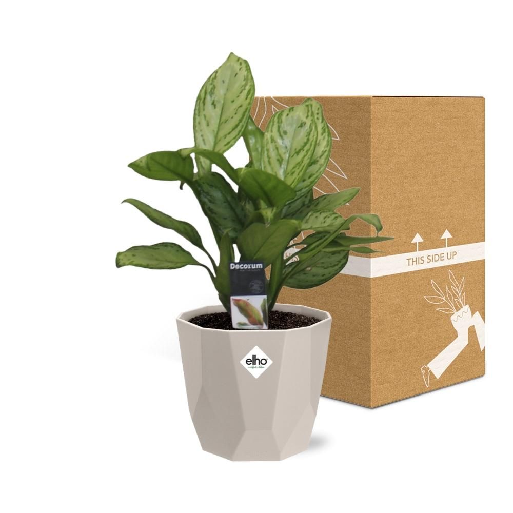 Aglaonema Christina in ELHO b.for rock 14 cm warm grey (21625)