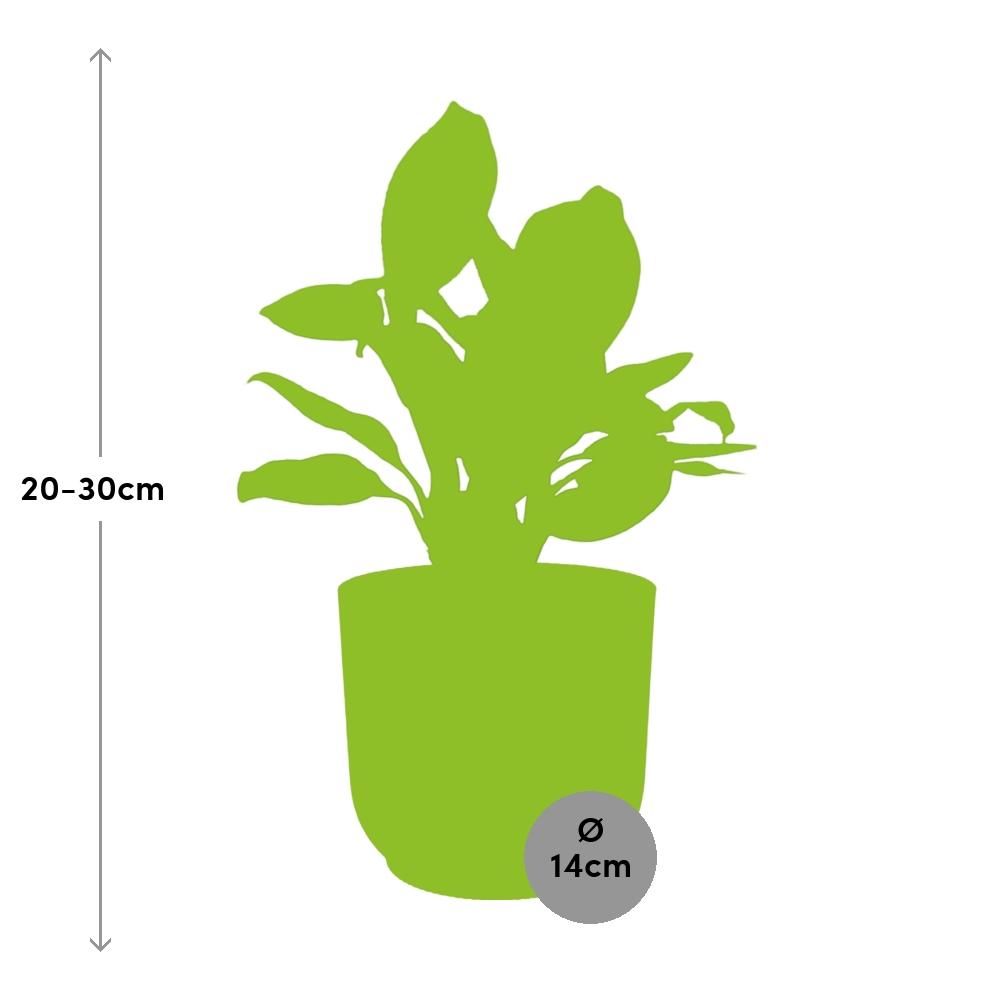 Aglaonema Christina in ELHO Vibes Fold 14cm roze (21731)