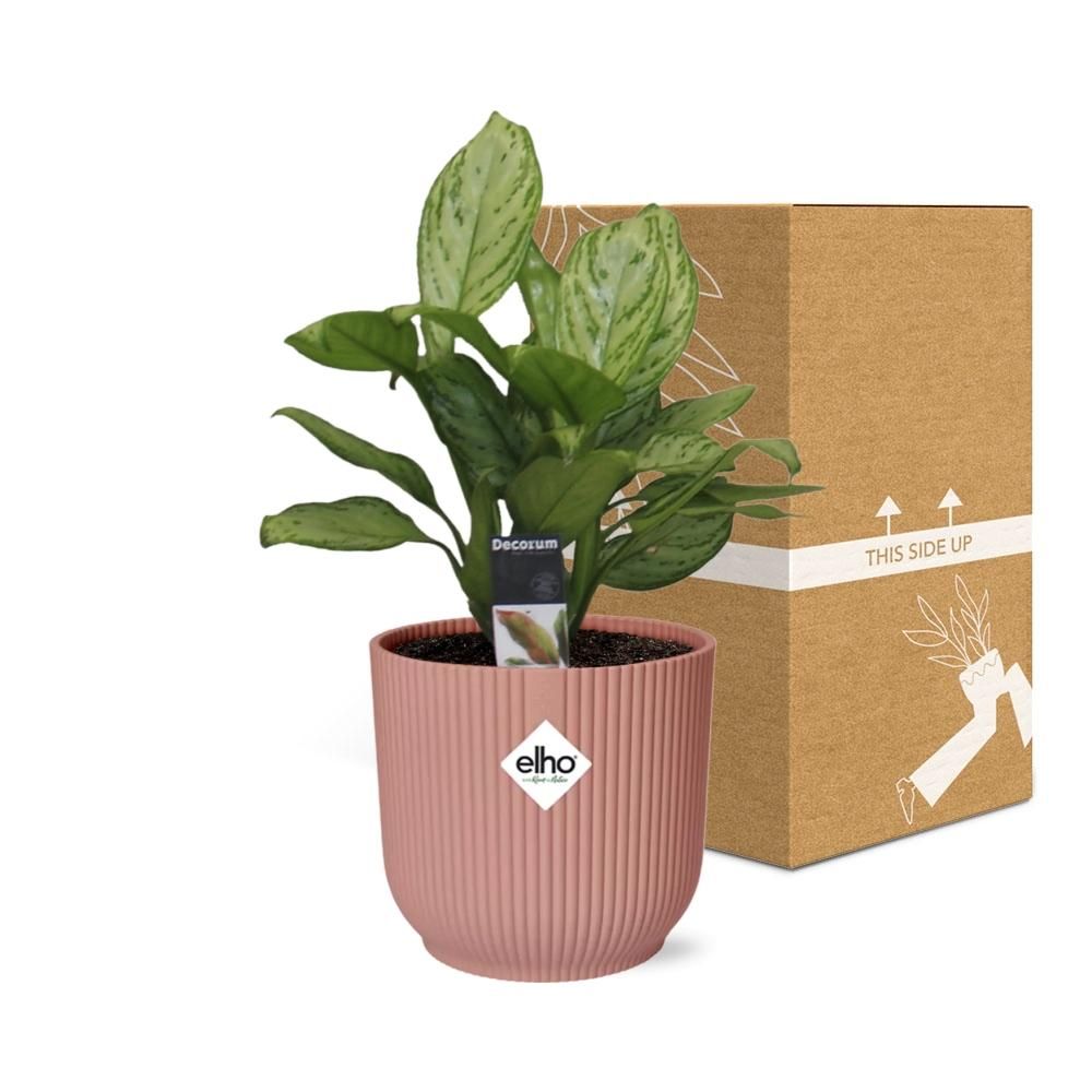 Aglaonema Christina in ELHO Vibes Fold 14cm roze (21731)