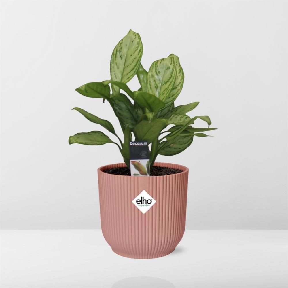 Aglaonema Christina in ELHO Vibes Fold 14cm roze (21731)