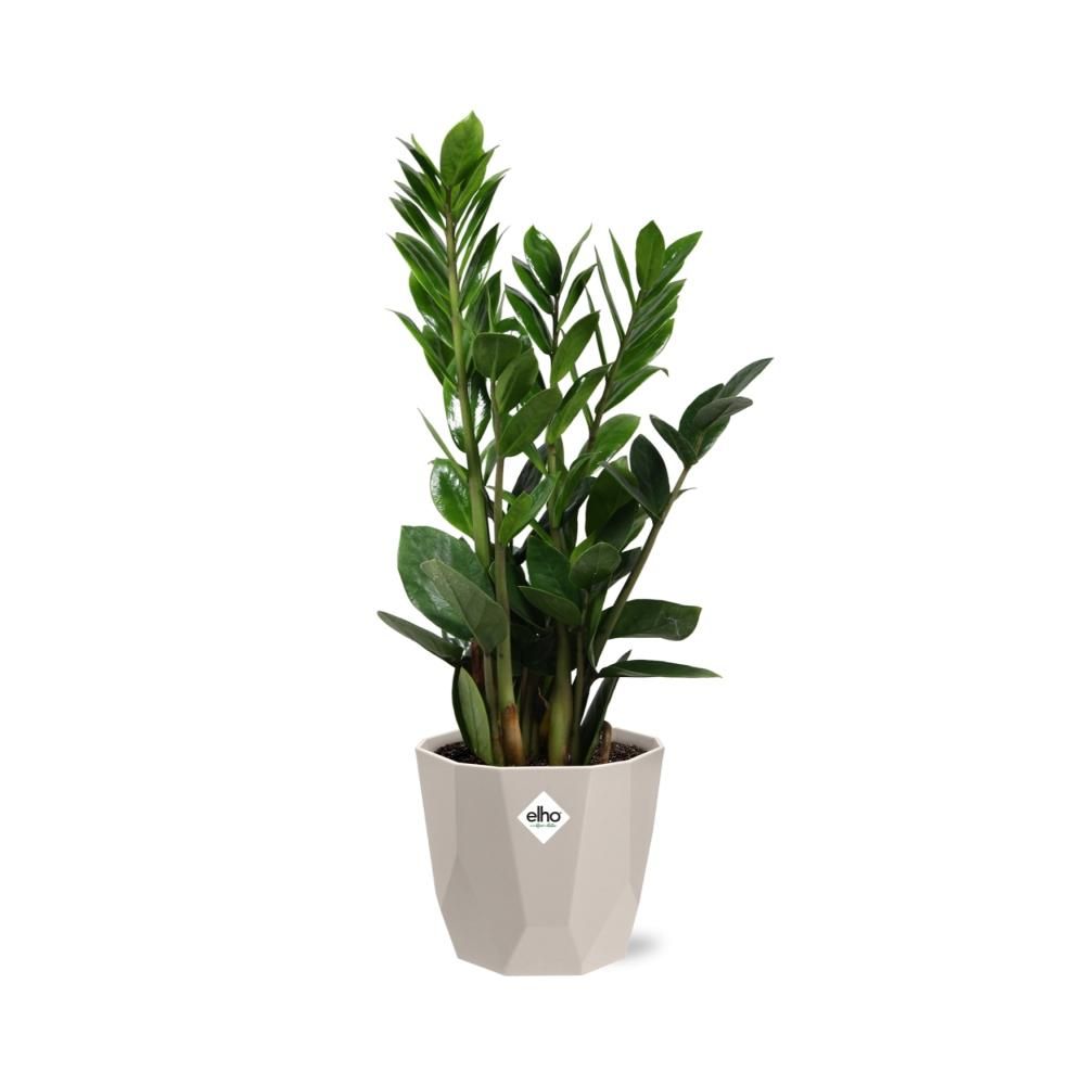 Zamioculcas – Hoogte 45-50 in ELHO b.for rock 14 cm warm grey (21629)