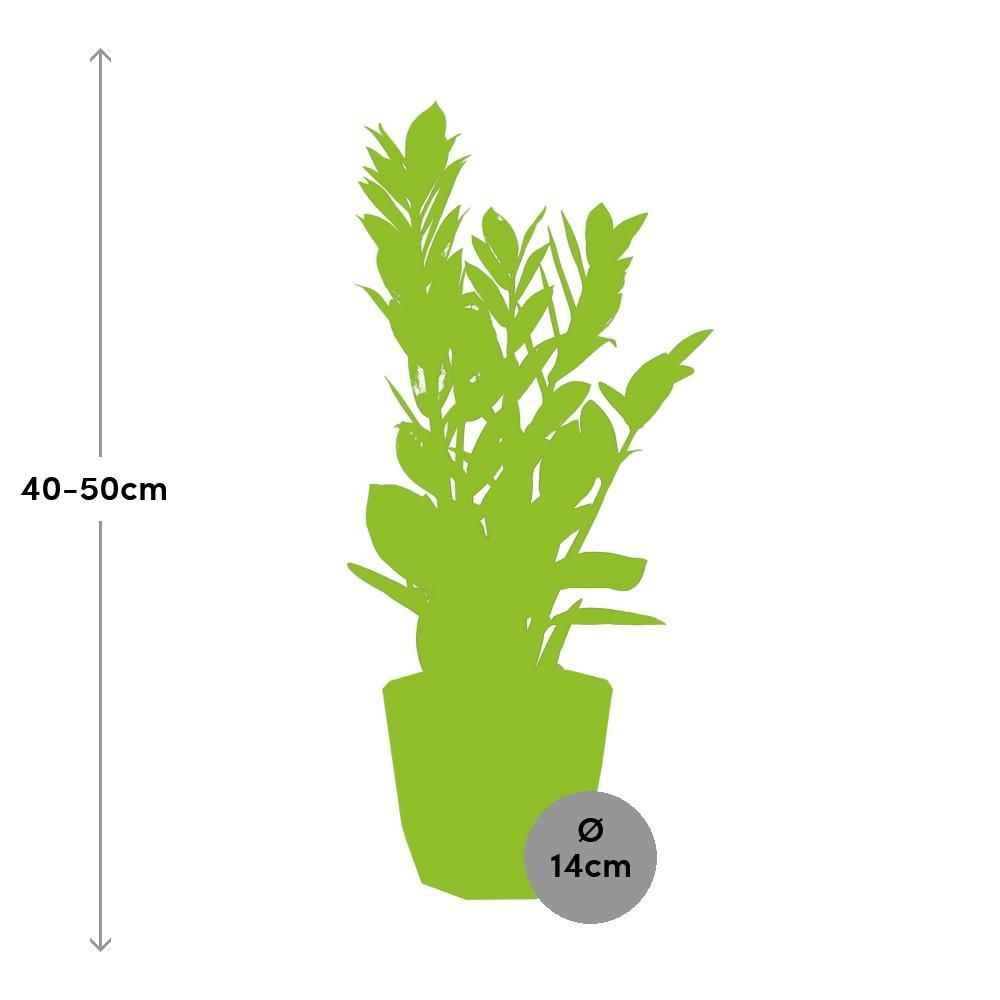 Zamioculcas – Hoogte 45-50 in ELHO b.for rock 14 cm warm grey (21629)