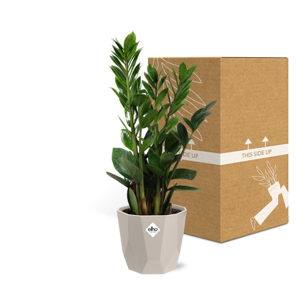 Zamioculcas – Hoogte 45-50 in ELHO b.for rock 14 cm warm grey (21629)
