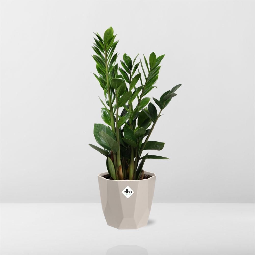 Zamioculcas – Hoogte 45-50 in ELHO b.for rock 14 cm warm grey (21629)